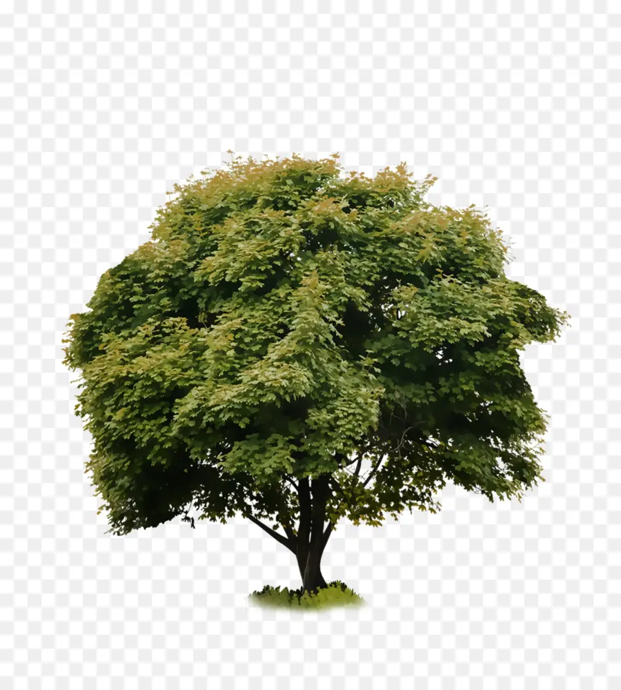 Árbol，Hojas PNG