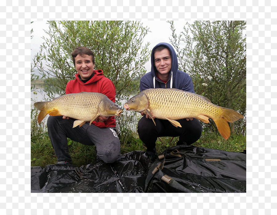 Estanque De Peces，Los Peces PNG