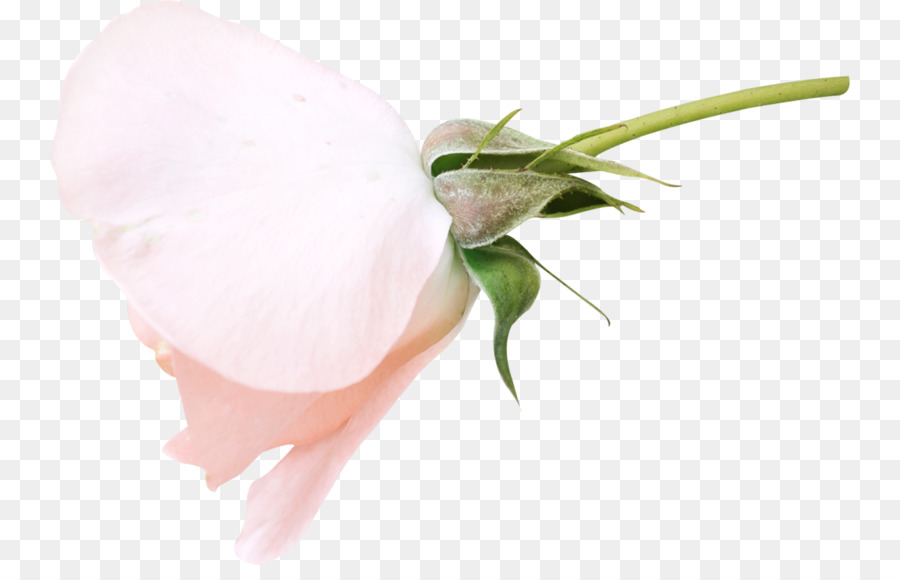 Rosa，La Boda PNG