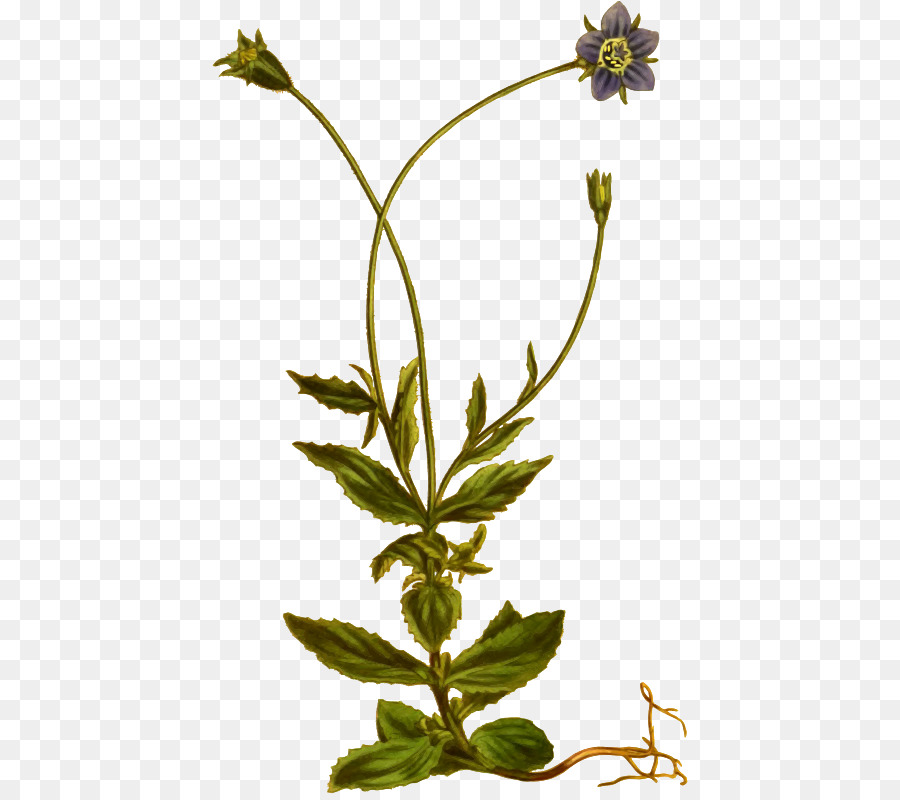 Flor，Herbalismo PNG