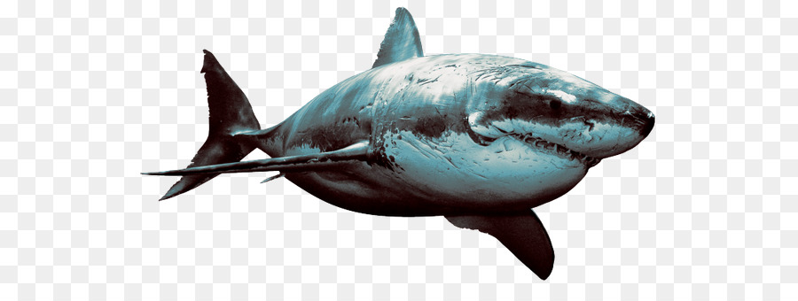 Tiburón，Hungry Shark Evolution PNG