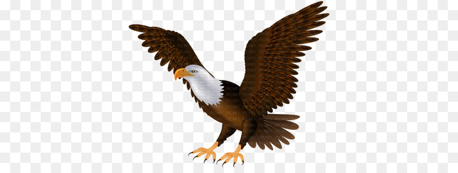 águila Calva，Pájaro PNG