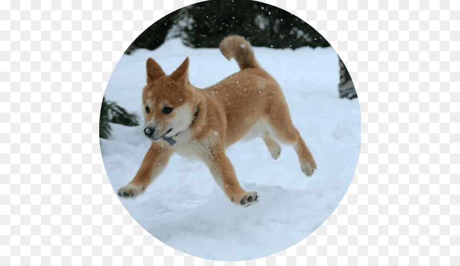 Shiba Inu，Perro De Montaña De Bernese PNG