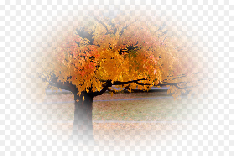 árbol De Otoño，Árbol PNG