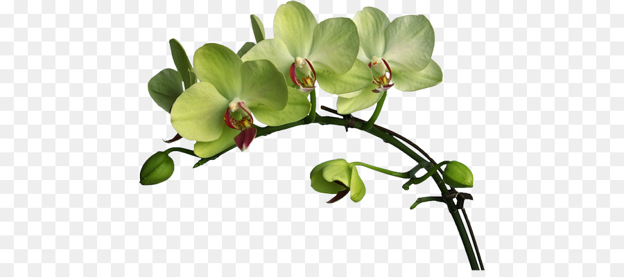 Flor，La Polilla De Las Orquídeas PNG