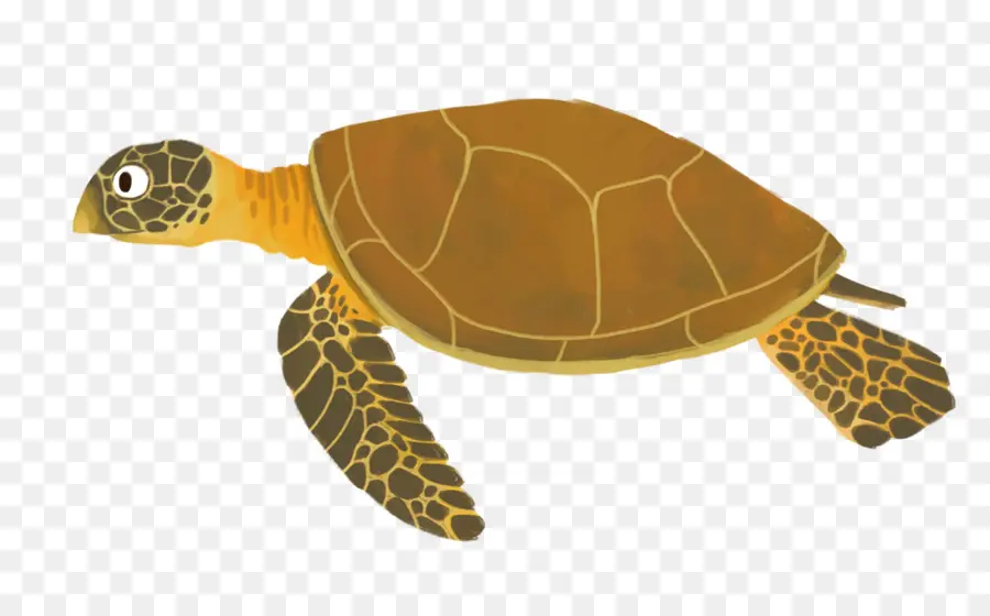 Tortuga Boba，Tortuga PNG