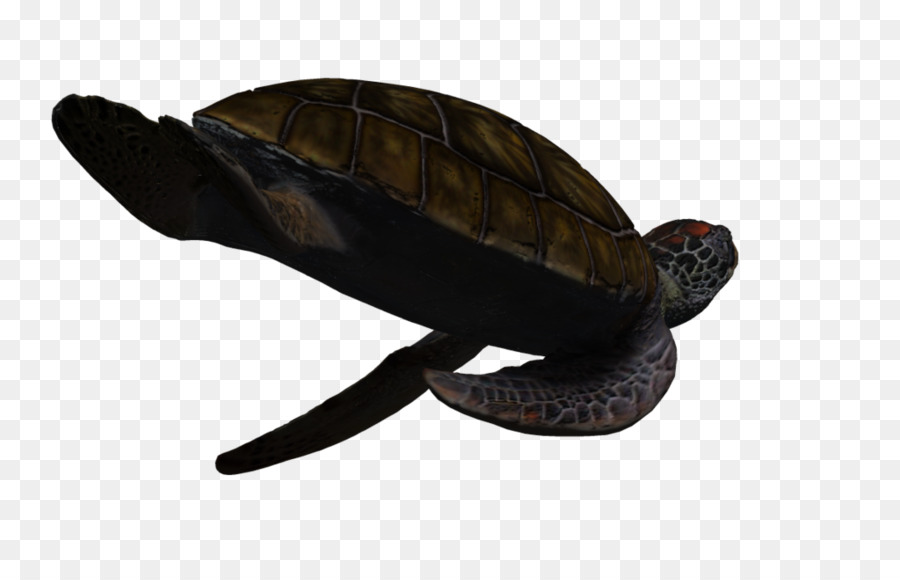 Las Tortugas De Caja，Tortuga PNG