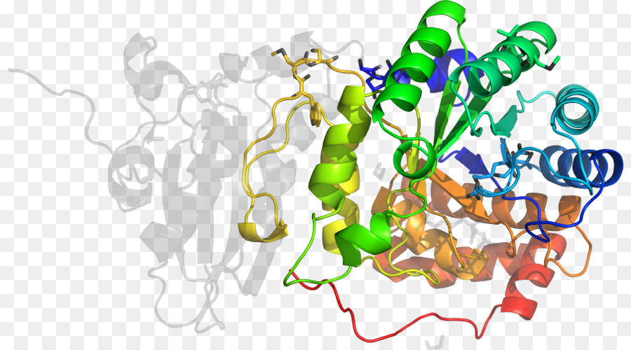 Estructura De La Proteína，Molécula PNG