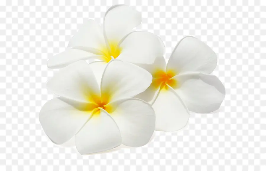 Flor Blanca Y Amarilla，Blanco PNG