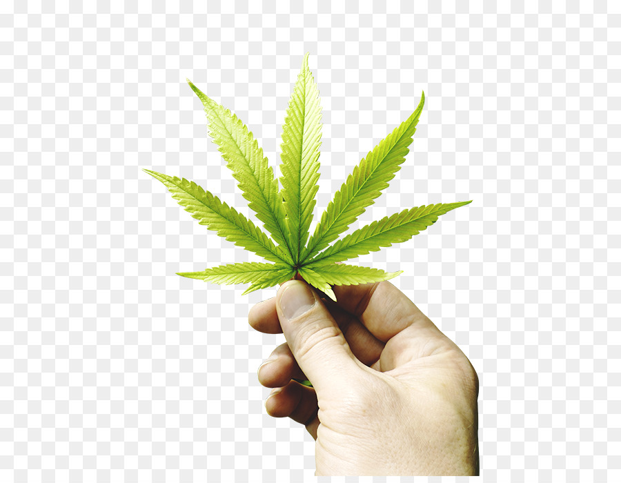 El Cannabis Medicinal，Tarjeta De Marihuana Medicinal PNG