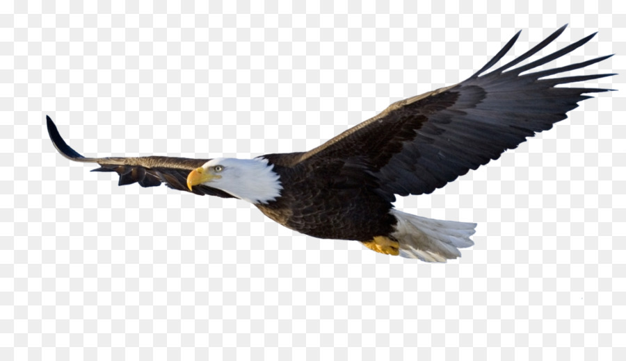 Pájaro，águila PNG