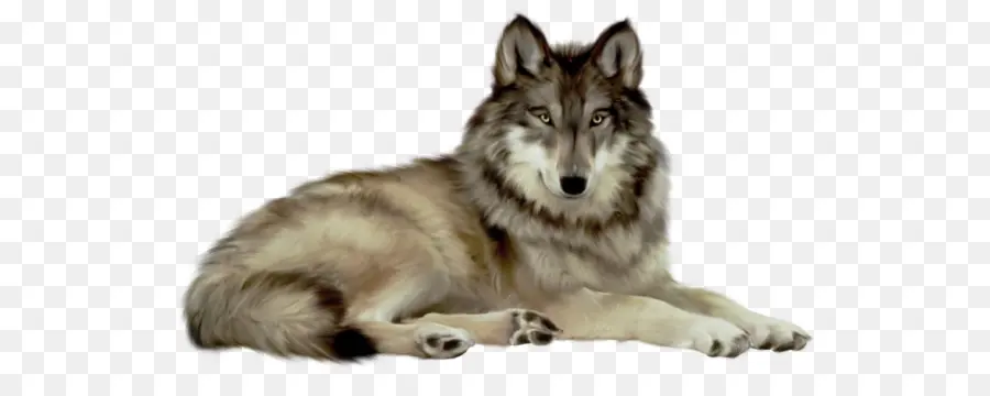 Lobo Gris，Animal PNG