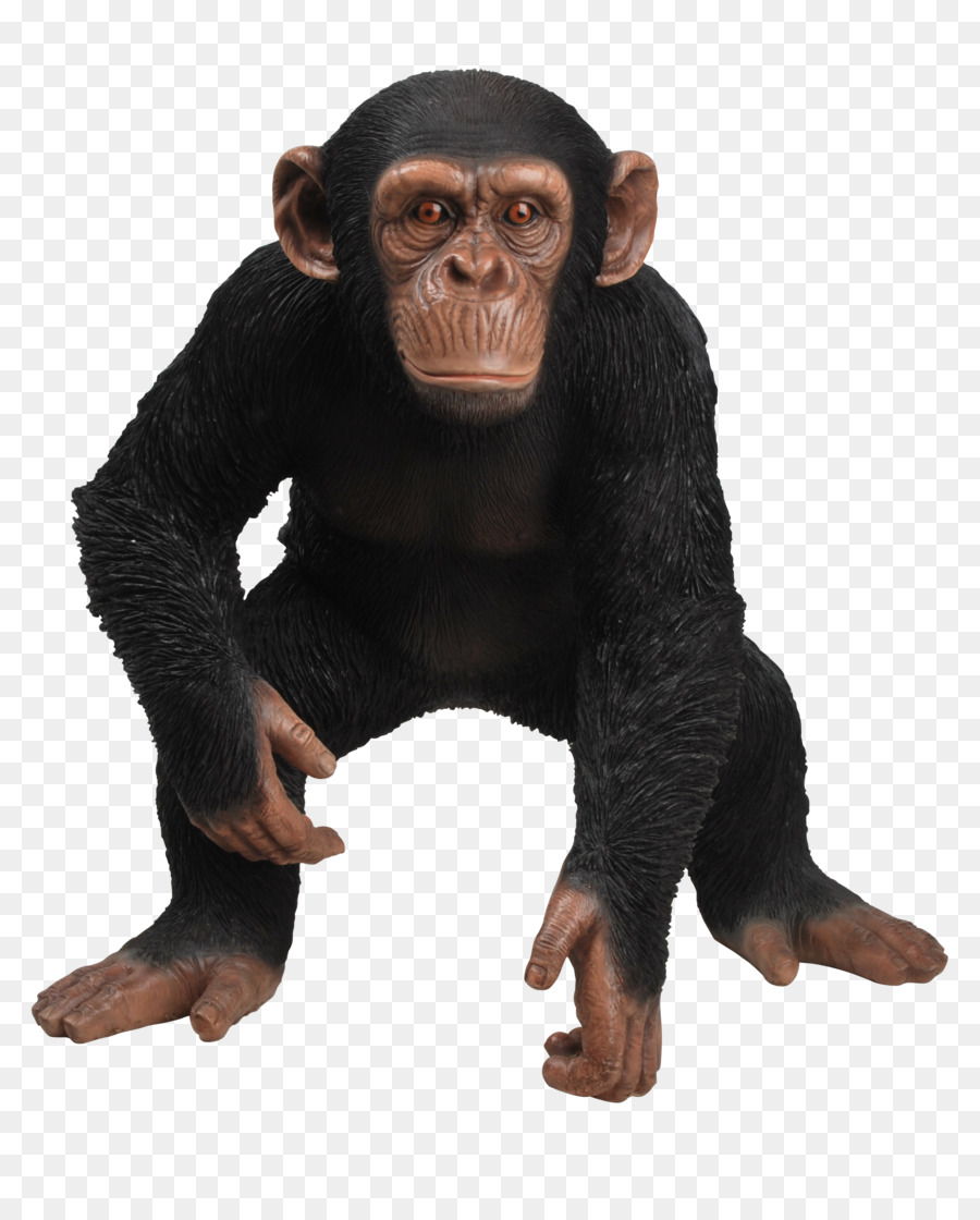 Chimpancé，Ornamento PNG