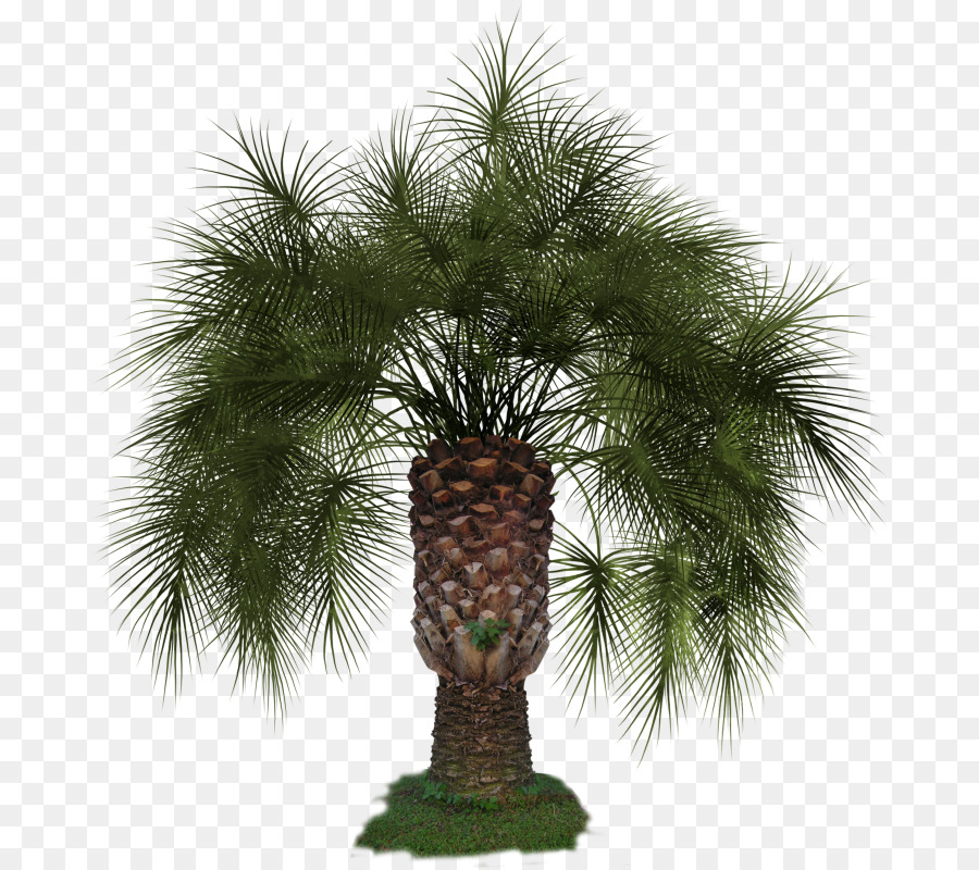 Palmera，Hojas PNG