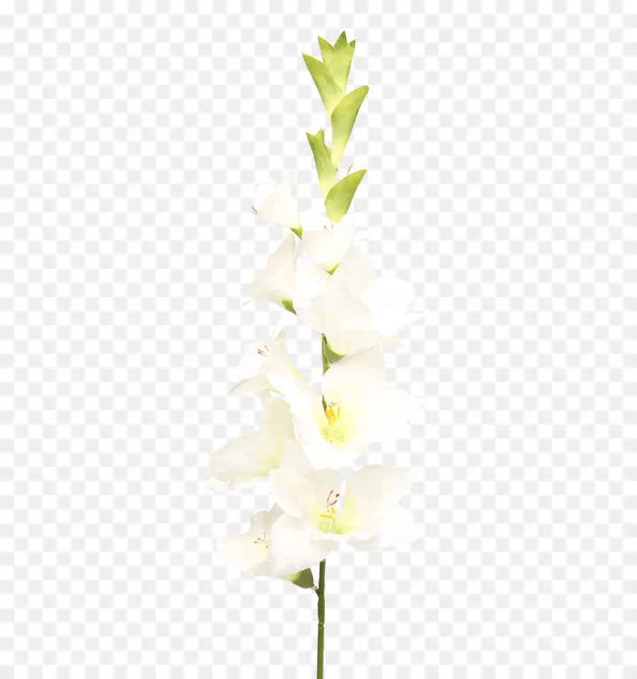 Gladiolo Blanco，Florecer PNG