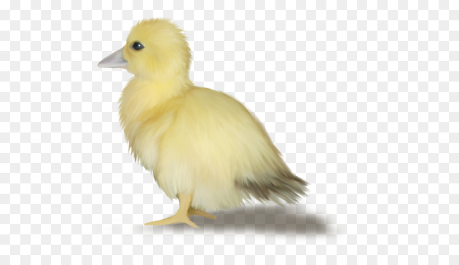 Pato，Ganso PNG