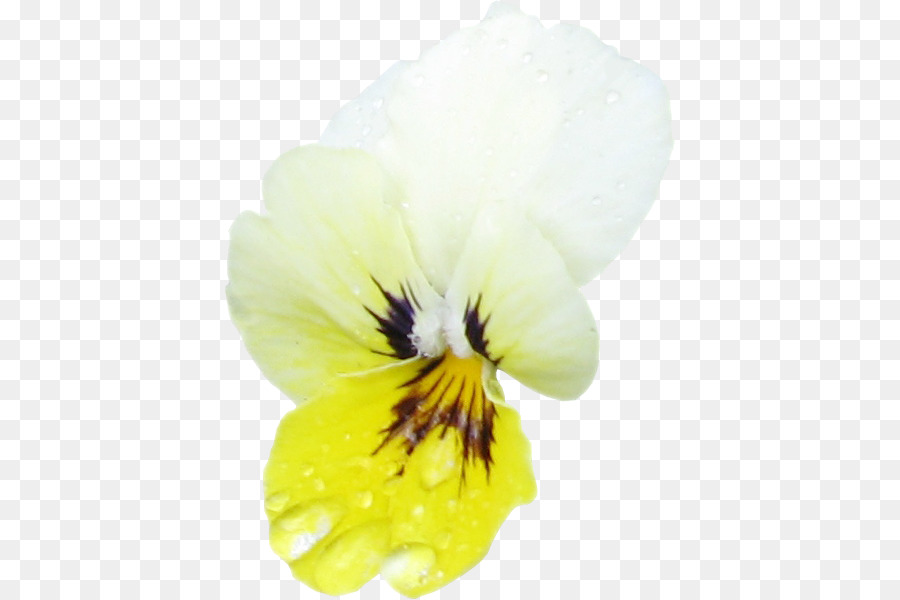 Pansy，Primer Plano PNG