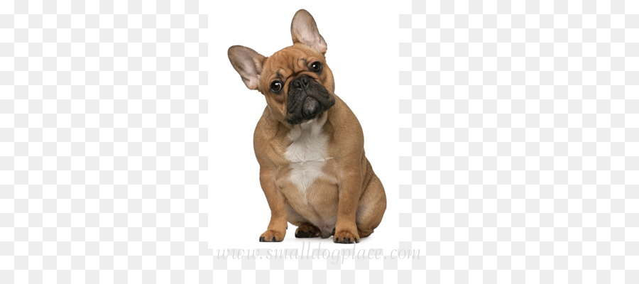 Bulldog Francés，Mascota PNG