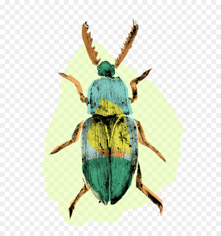 Escarabajo，Bicho PNG