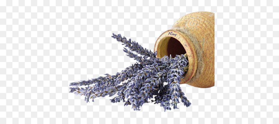 Inglés Lavanda，Flor PNG