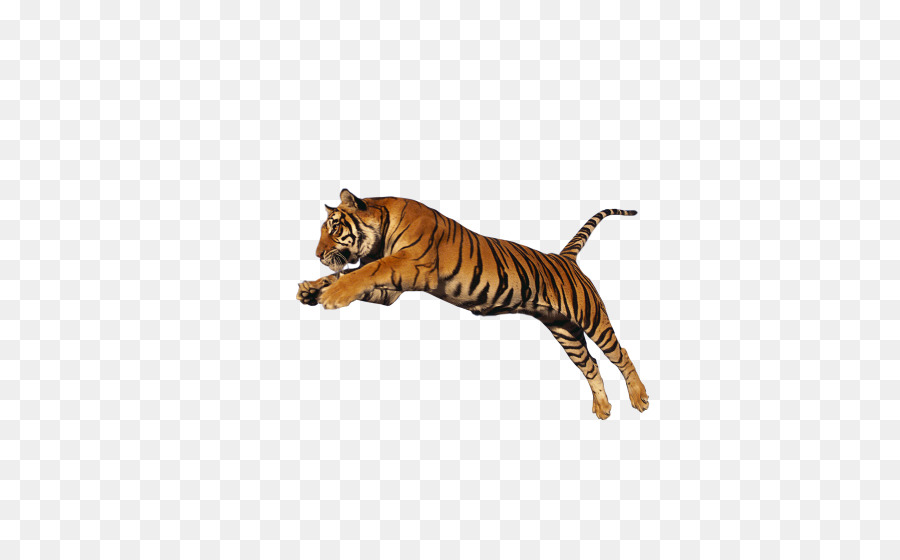 León，Tigre Siberiano PNG