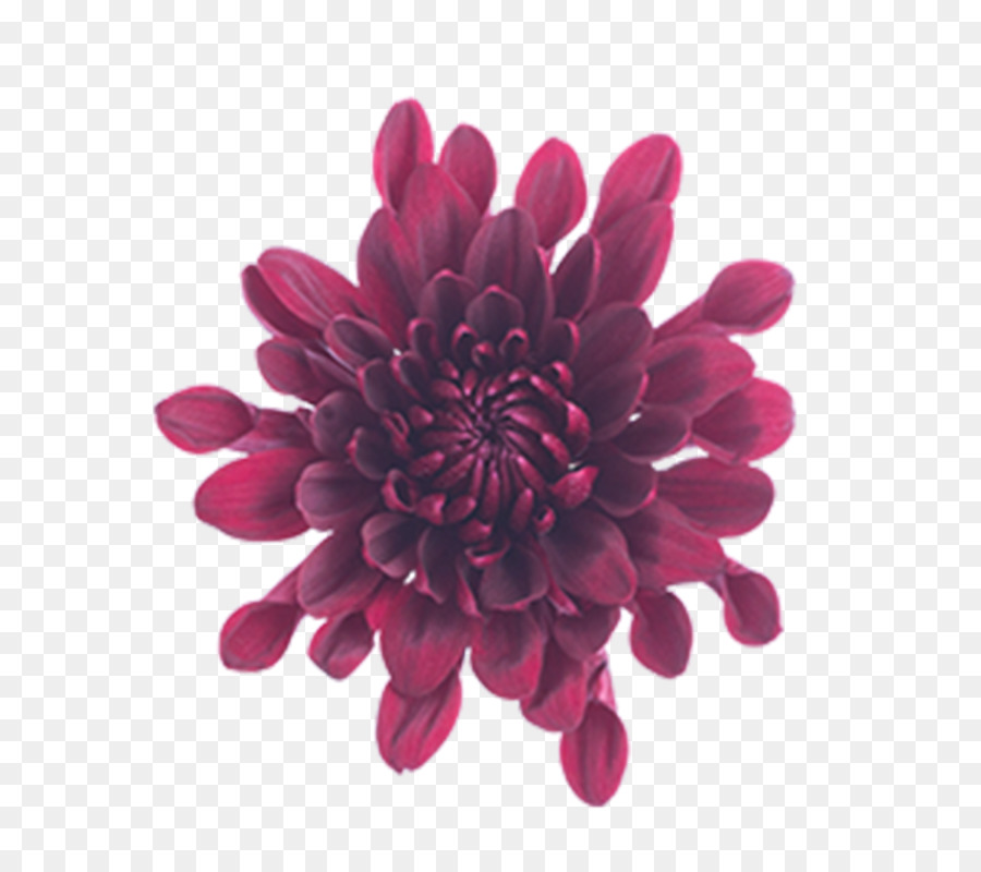 Flor，Florecer PNG