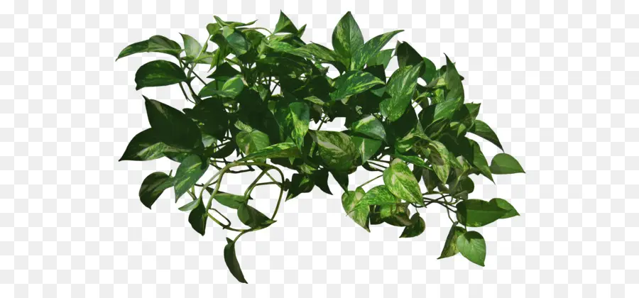 Vid，Planta PNG