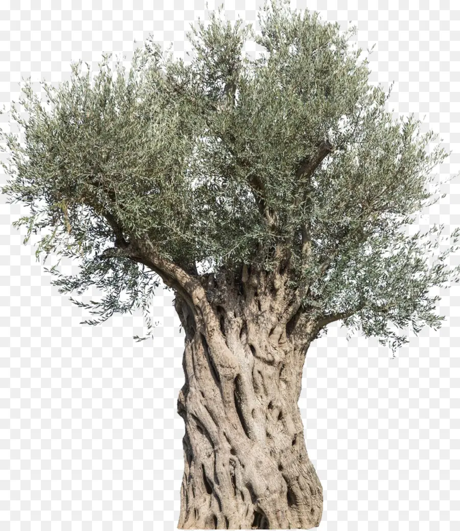 Aceituna，árbol PNG