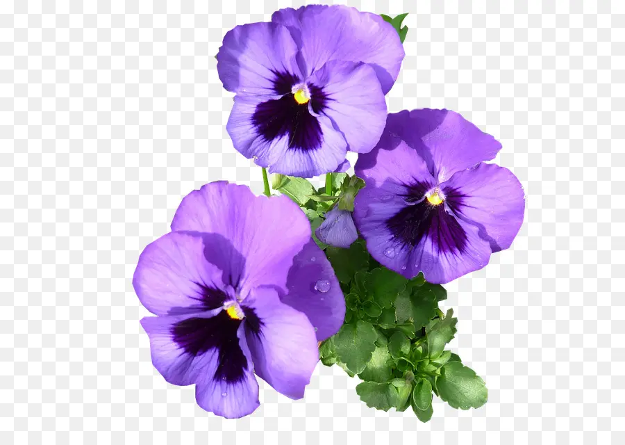 Pansy，Violeta PNG