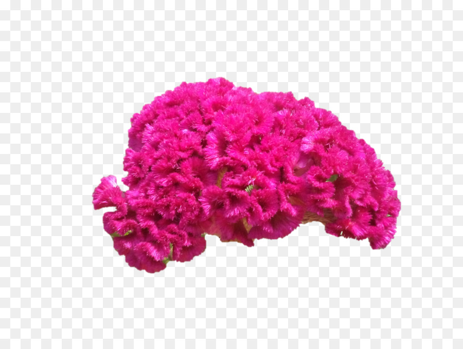 Las Flores Cortadas，Rosa M PNG