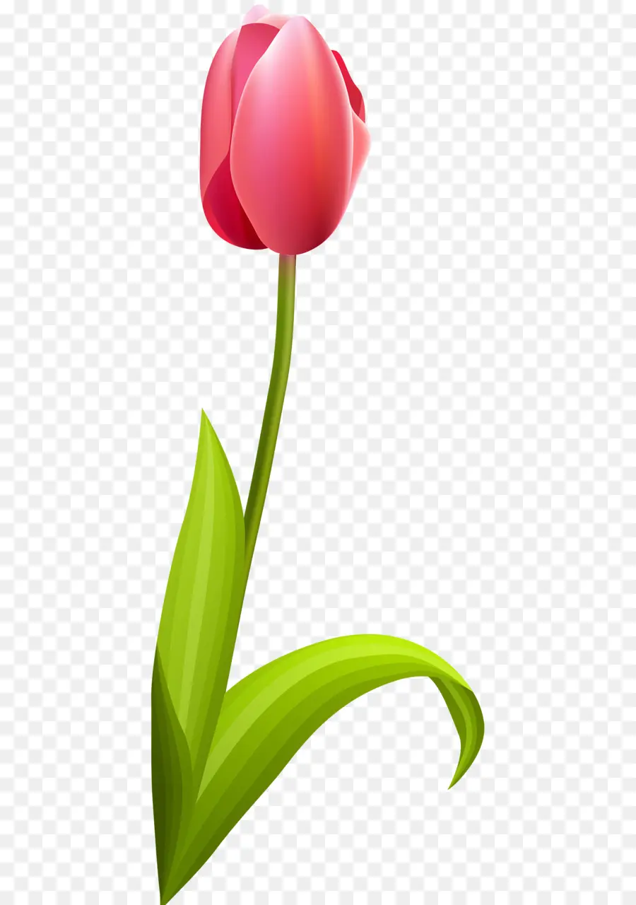 Tulip，Flor PNG