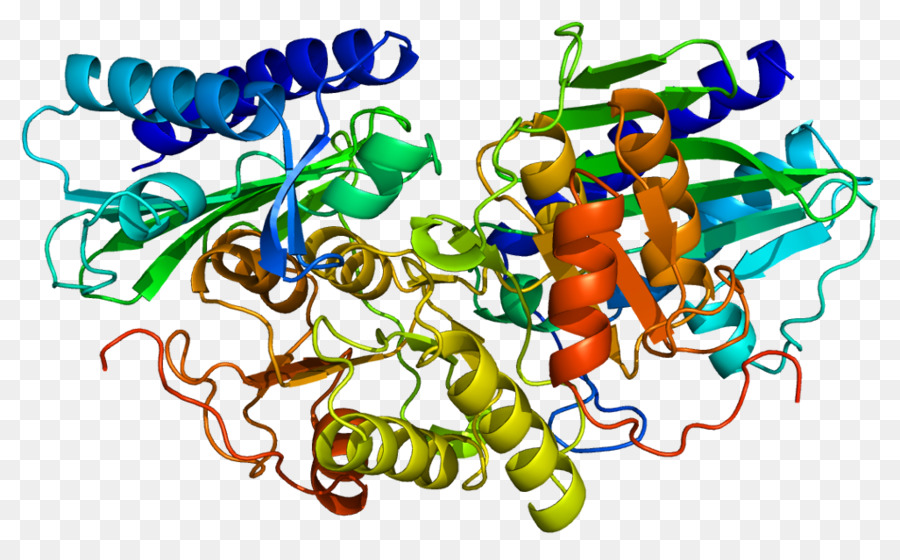 Estructura De La Proteína，Molécula PNG