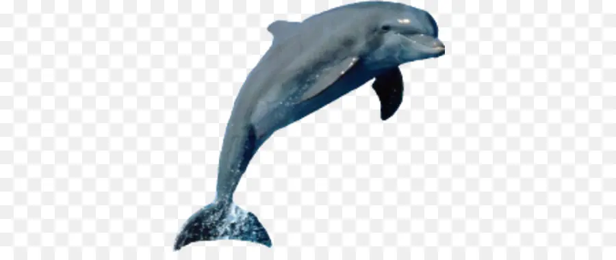 Dolphin，Marsopa PNG