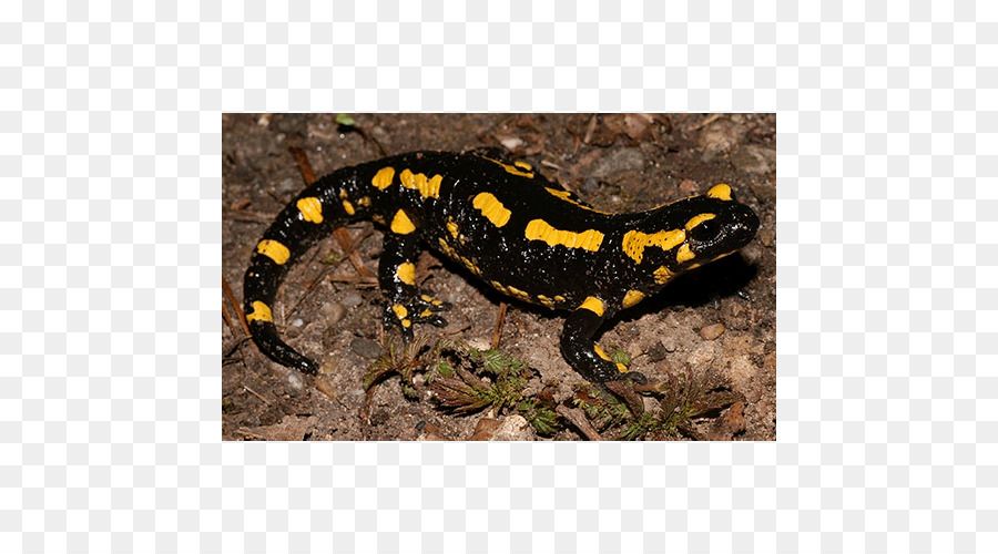 Salamandra，Tritón PNG