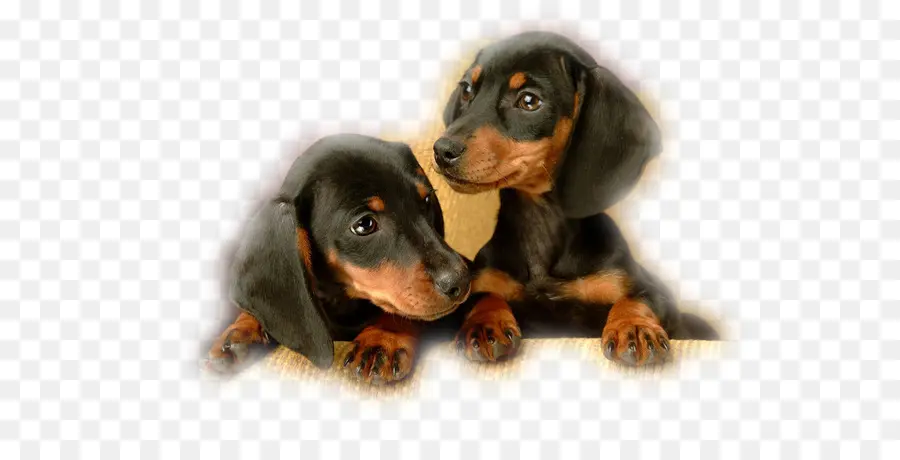 Dachshund，Cachorro PNG