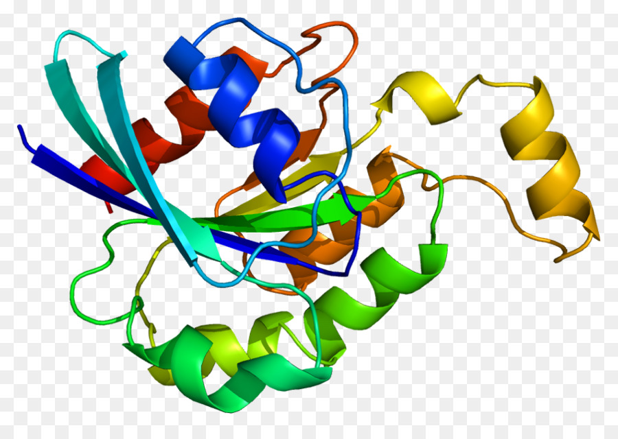 Estructura De La Proteína，Molécula PNG