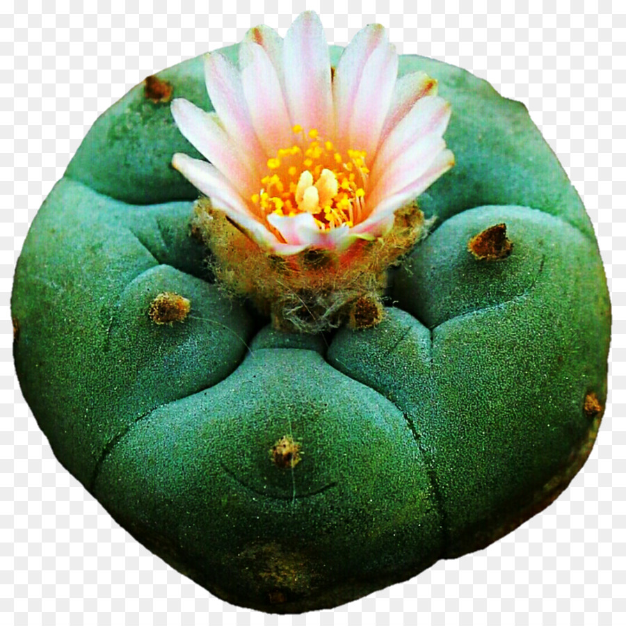 Cactus，Flor PNG