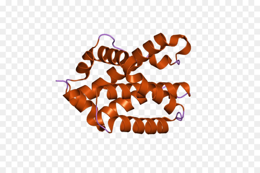 Bcl2 Homóloga Antagonista Asesino，La Apoptosis PNG