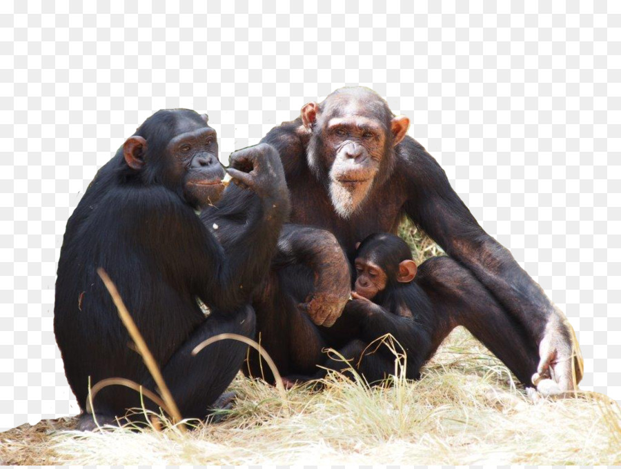 Chimpancés，Primates PNG