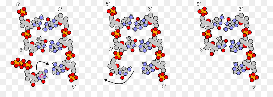Nucleótidos，Adn PNG