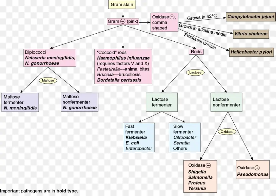 Gramnegative Bacterias，Grampositive Bacterias PNG