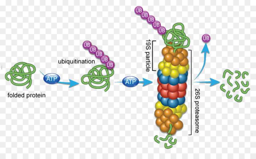 Proteostasis，Proteasoma PNG