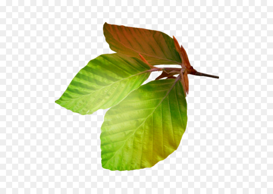 Hoja，Tallo De La Planta PNG