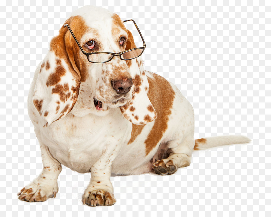 Perro，Anteojos PNG