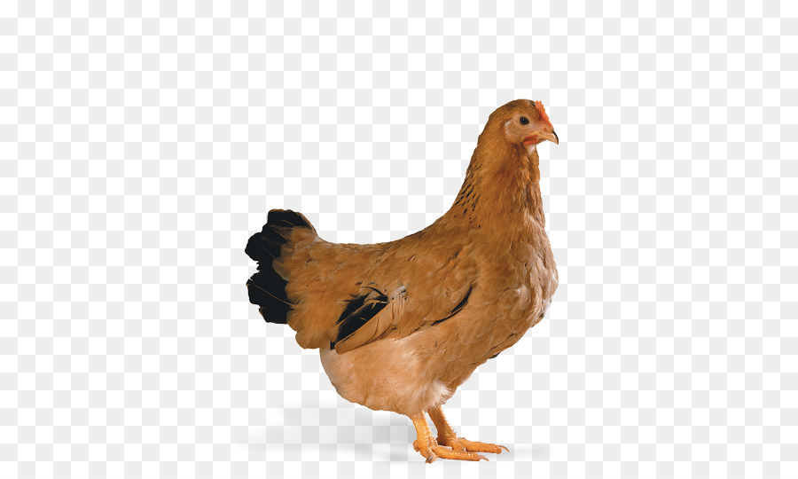 De Pollos De Engorde，Ensalada Cobb PNG