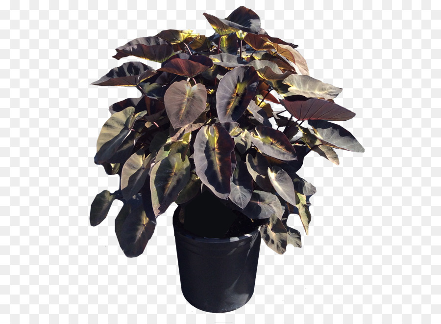 Planta En Maceta，Hojas PNG