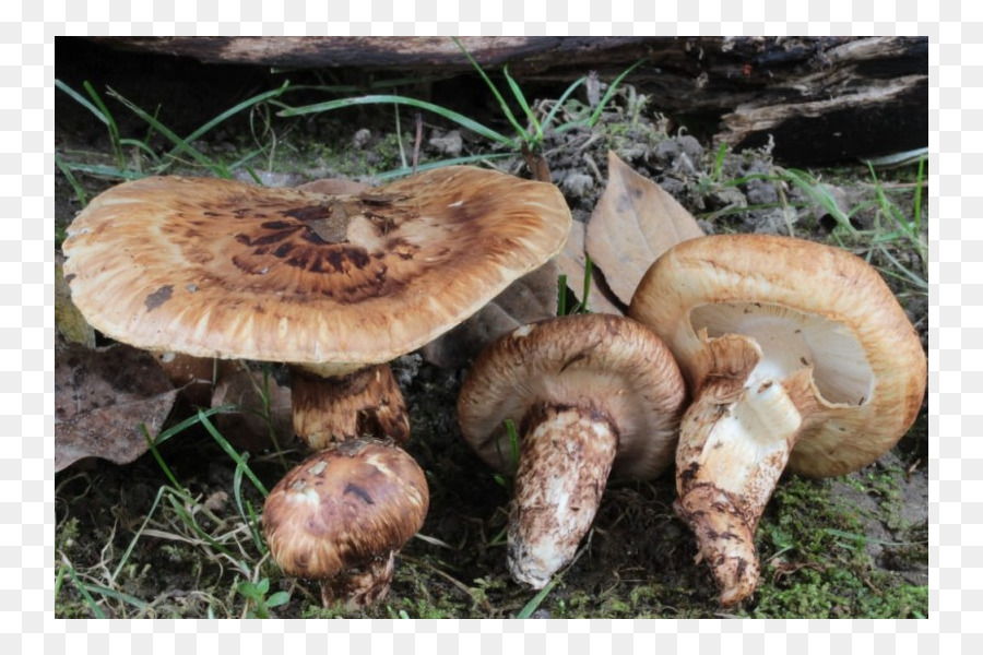 Seta Común，Matsutake PNG