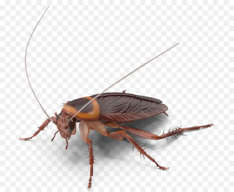 Cucaracha，Bicho PNG