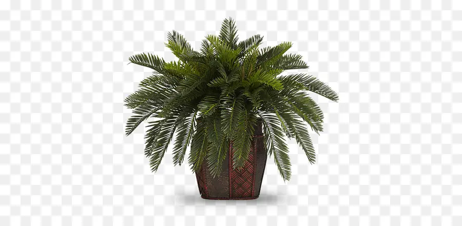 Planta En Maceta，Verdor PNG