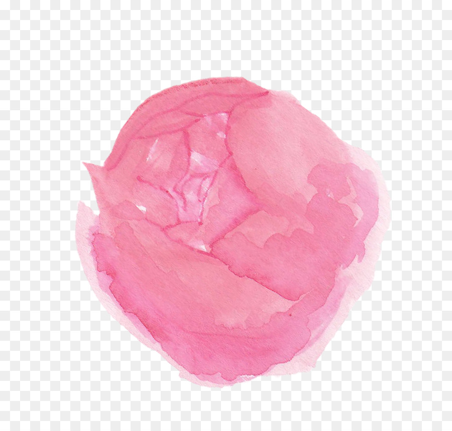 De Las Rosáceas，Rosa M PNG